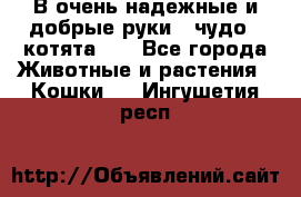 В очень надежные и добрые руки - чудо - котята!!! - Все города Животные и растения » Кошки   . Ингушетия респ.